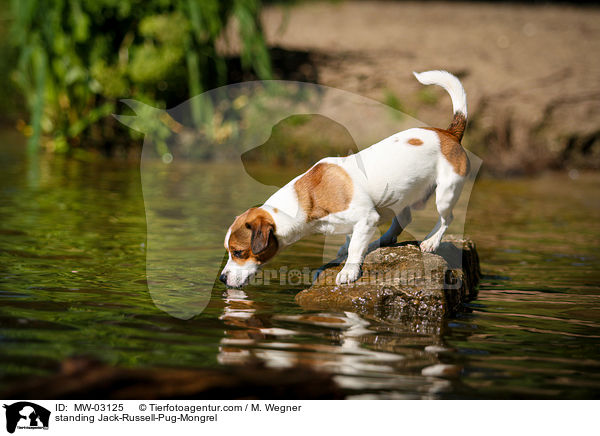 standing Jack-Russell-Pug-Mongrel / MW-03125