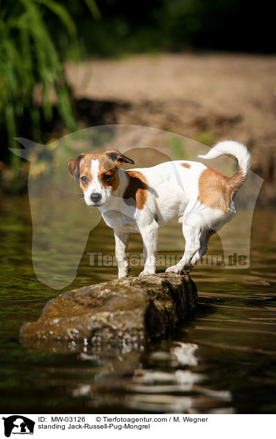 standing Jack-Russell-Pug-Mongrel / MW-03126