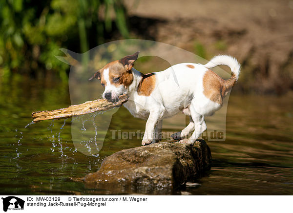 standing Jack-Russell-Pug-Mongrel / MW-03129