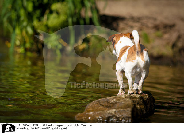 standing Jack-Russell-Pug-Mongrel / MW-03130