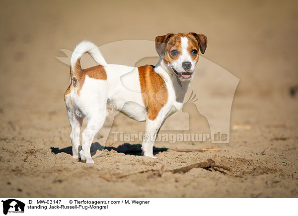 standing Jack-Russell-Pug-Mongrel / MW-03147