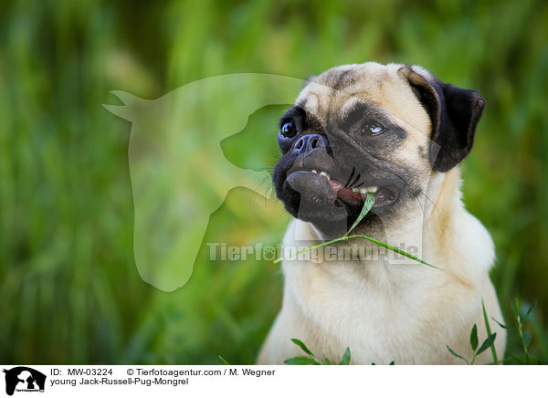 young Jack-Russell-Pug-Mongrel / MW-03224