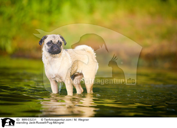 standing Jack-Russell-Pug-Mongrel / MW-03231