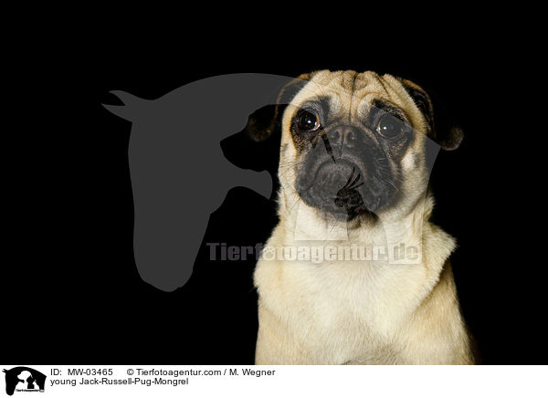 young Jack-Russell-Pug-Mongrel / MW-03465
