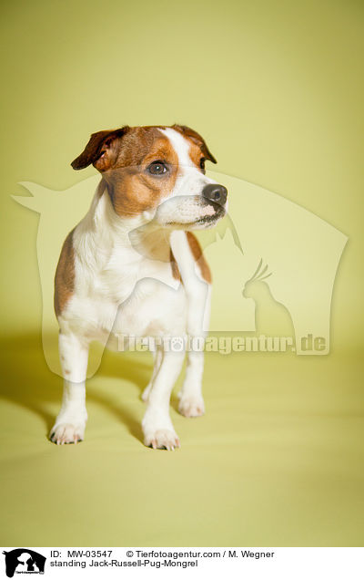 standing Jack-Russell-Pug-Mongrel / MW-03547
