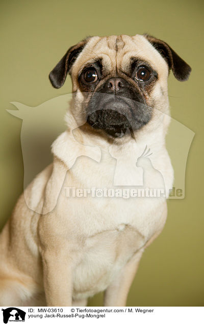 young Jack-Russell-Pug-Mongrel / MW-03610