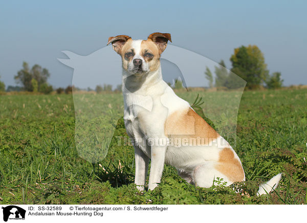 Andalusian Mouse-Hunting Dog / SS-32589