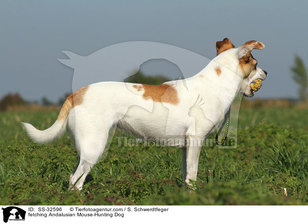 fetching Andalusian Mouse-Hunting Dog / SS-32596