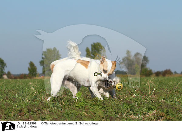 2 playing dogs / SS-32598