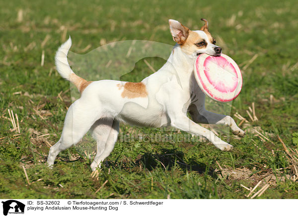 playing Andalusian Mouse-Hunting Dog / SS-32602
