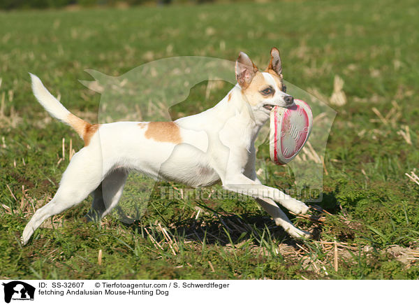 fetching Andalusian Mouse-Hunting Dog / SS-32607
