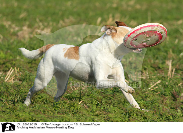 fetching Andalusian Mouse-Hunting Dog / SS-32610