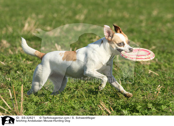 fetching Andalusian Mouse-Hunting Dog / SS-32621