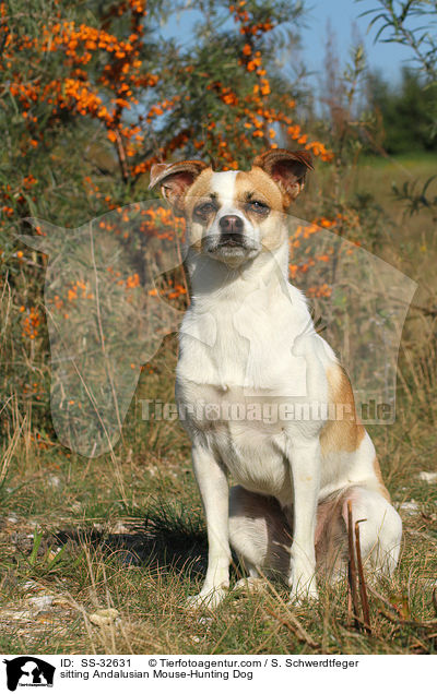 sitting Andalusian Mouse-Hunting Dog / SS-32631