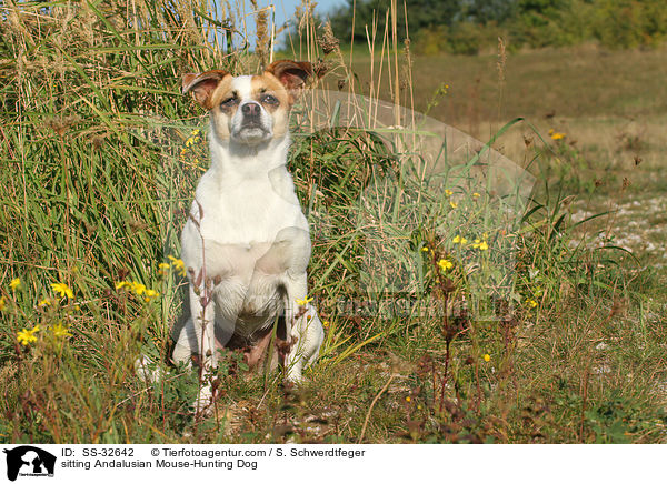 sitting Andalusian Mouse-Hunting Dog / SS-32642