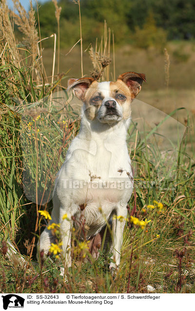 sitting Andalusian Mouse-Hunting Dog / SS-32643