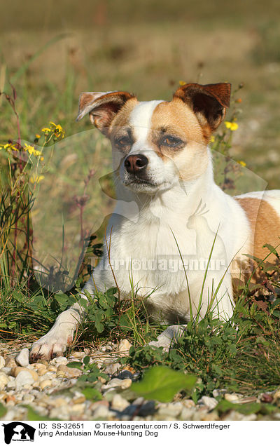 lying Andalusian Mouse-Hunting Dog / SS-32651