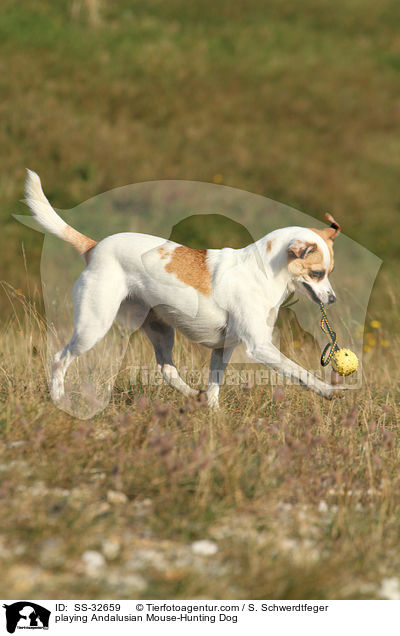 playing Andalusian Mouse-Hunting Dog / SS-32659