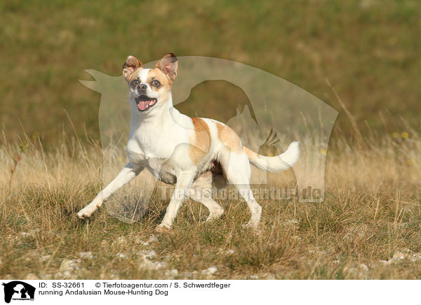 running Andalusian Mouse-Hunting Dog / SS-32661