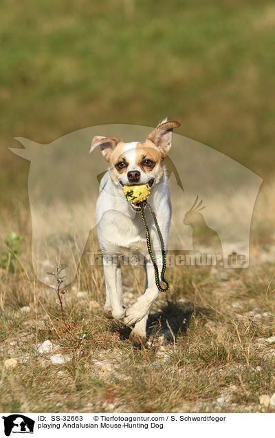 playing Andalusian Mouse-Hunting Dog / SS-32663