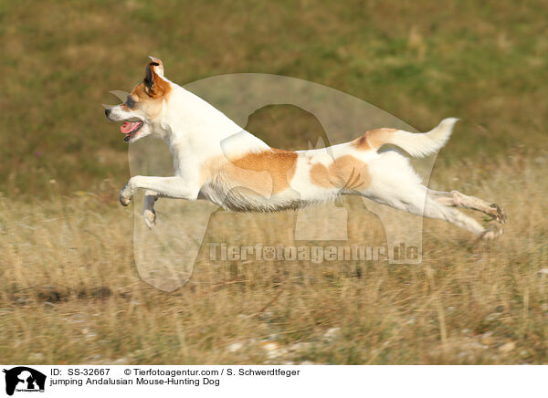 jumping Andalusian Mouse-Hunting Dog / SS-32667