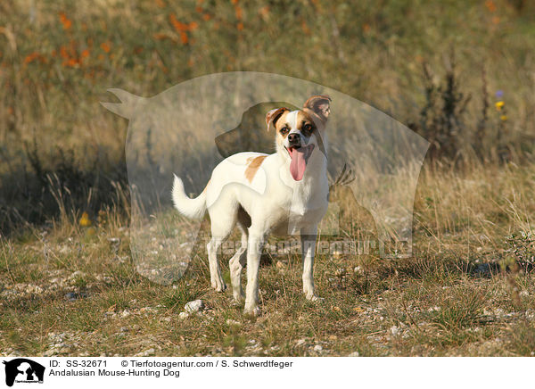 Andalusian Mouse-Hunting Dog / SS-32671