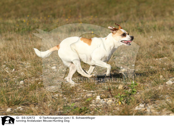 running Andalusian Mouse-Hunting Dog / SS-32672