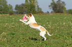 fetching Andalusian Mouse-Hunting Dog