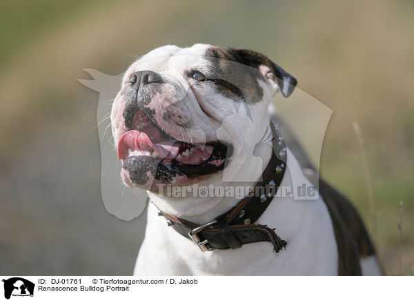 Renascence Bulldog Portrait / DJ-01761