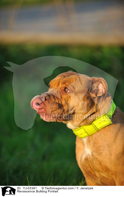 Renascence Bulldog Portrait / YJ-03381