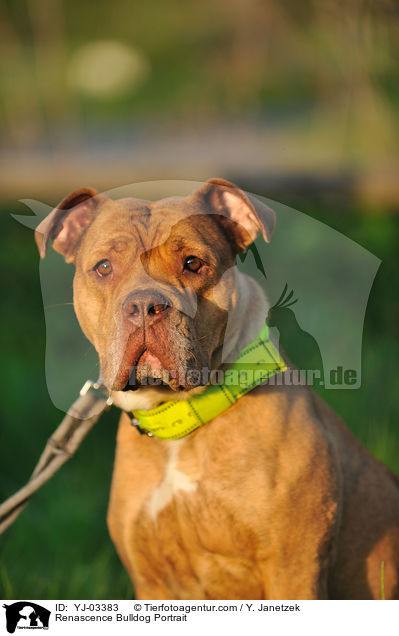 Renascence Bulldog Portrait / YJ-03383