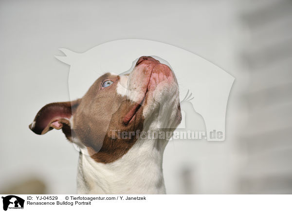 Renascence Bulldog Portrait / YJ-04529