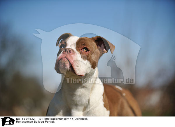 Renascence Bulldog Portrait / YJ-04532
