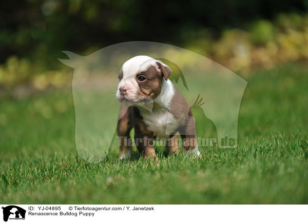 Renascence Bulldog Puppy / YJ-04895