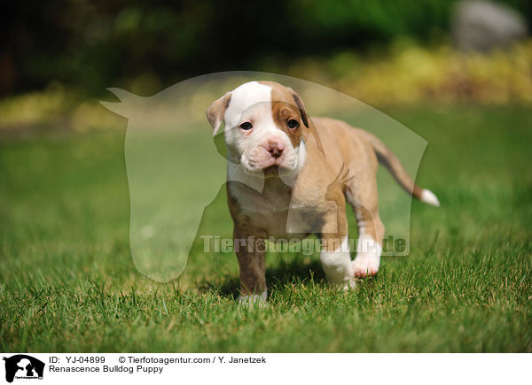 Renascence Bulldog Puppy / YJ-04899