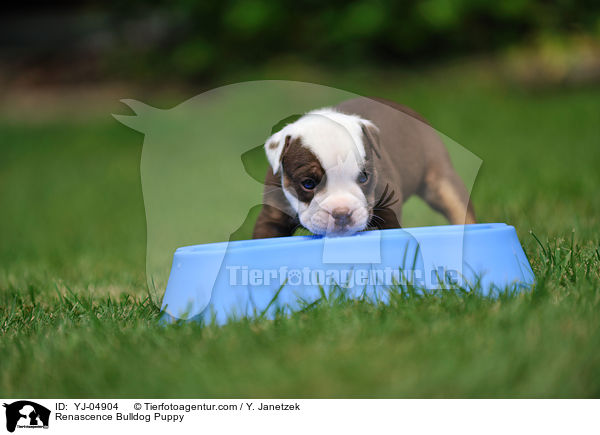 Renascence Bulldog Puppy / YJ-04904