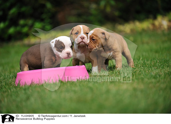 Renascence Bulldog Puppies / YJ-04905