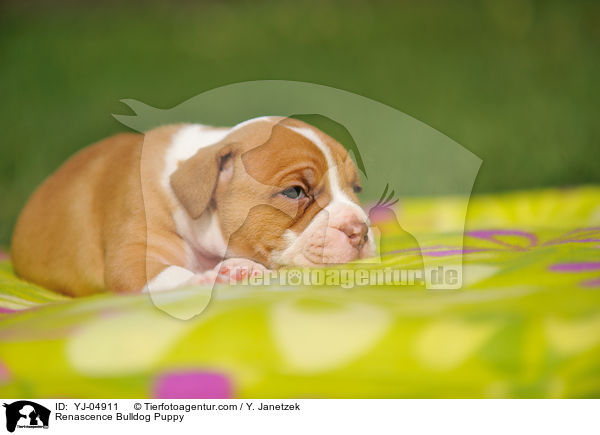 Renascence Bulldog Puppy / YJ-04911