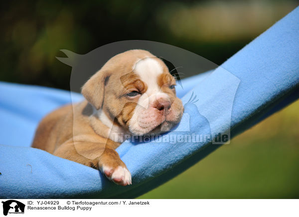 Renascence Bulldog Puppy / YJ-04929