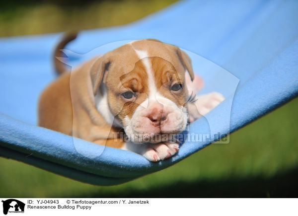 Renascence Bulldog Puppy / YJ-04943