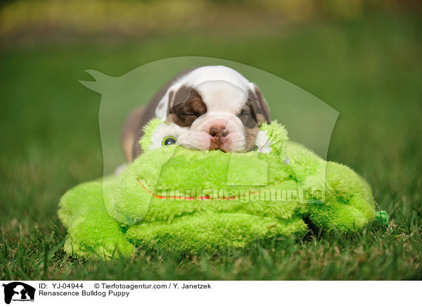 Renascence Bulldog Puppy / YJ-04944