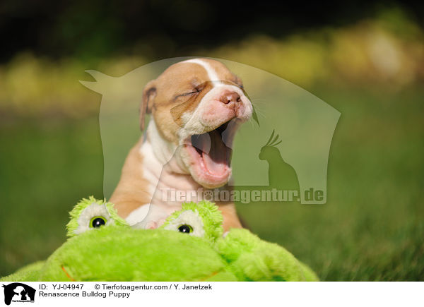 Renascence Bulldog Puppy / YJ-04947