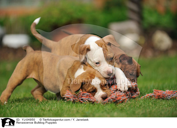 Renascence Bulldog Puppies / YJ-04950