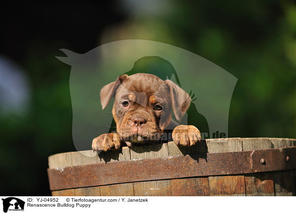 Renascence Bulldog Puppy / YJ-04952