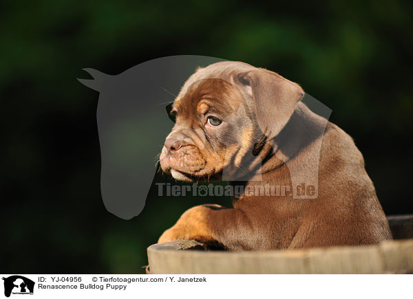 Renascence Bulldog Puppy / YJ-04956