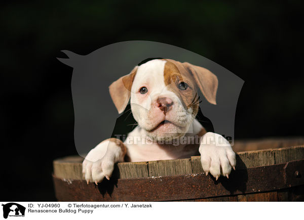Renascence Bulldog Puppy / YJ-04960