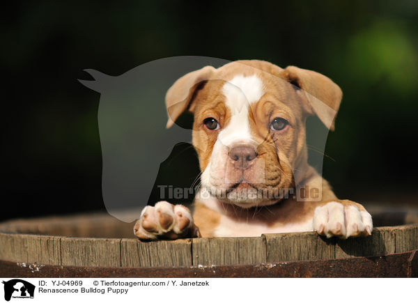 Renascence Bulldog Puppy / YJ-04969