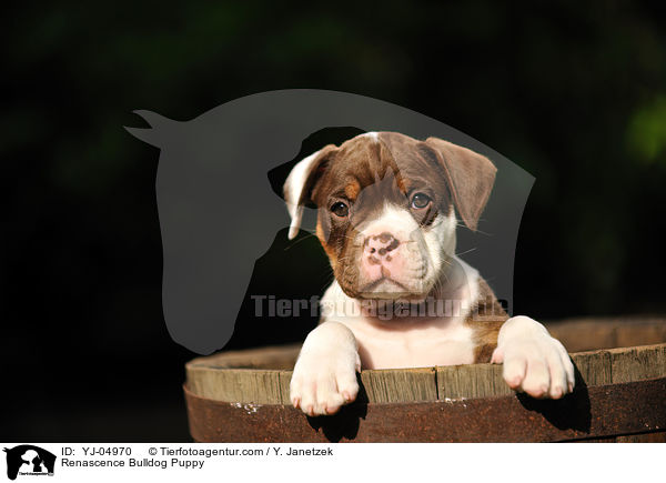 Renascence Bulldog Puppy / YJ-04970