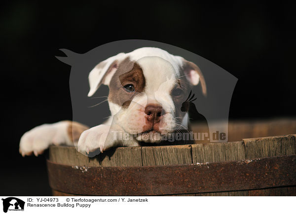 Renascence Bulldog Puppy / YJ-04973