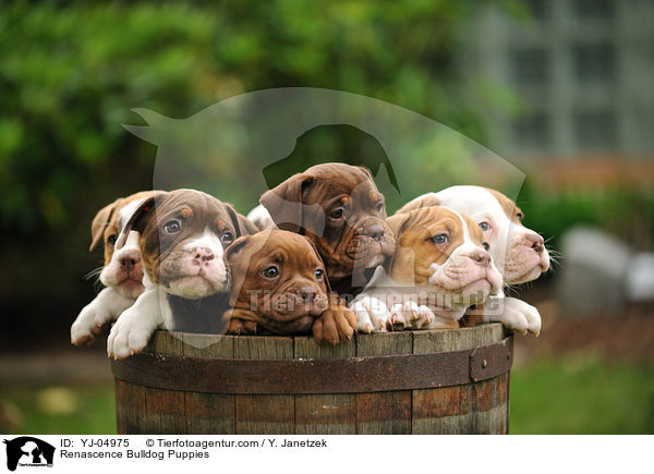 Renascence Bulldog Puppies / YJ-04975